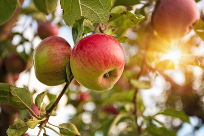 Top 5 kleine fruitbomen