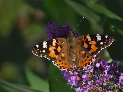 Top 5 vlinderlokkers