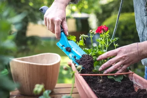 Top in pot, binnen én buiten: de Pelargonium!