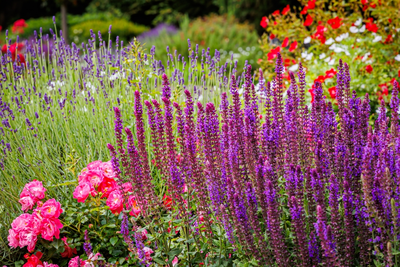 Tuin- en potplanten met zomerse geuren