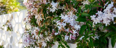 Tuin- en potplanten met zomerse geuren