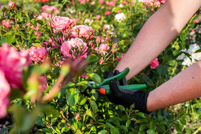 Tuintips voor de langste dag van het jaar