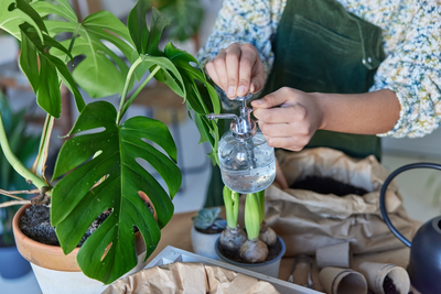 Vakantietips voor je kamerplanten