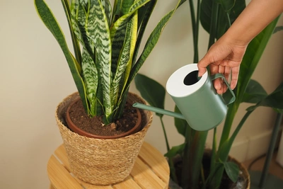 Vakantietips voor je kamerplanten