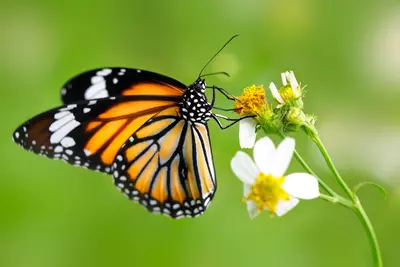 Vlinders tellen en vlindervriendelijk tuinieren