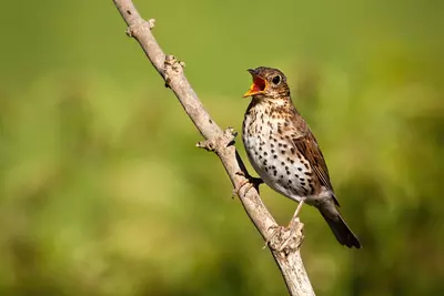 Vogels tellen en lokken tijdens de Nationale Tuinvogeltelling