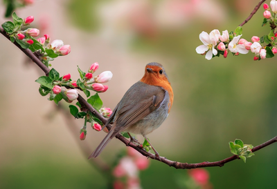 Vogels tellen en lokken tijdens de Nationale Tuinvogeltelling