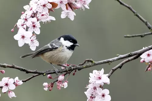 Vogelvriendelijk tuinieren