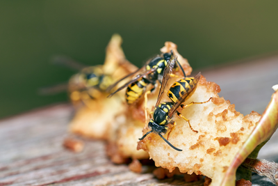Weg met muggen en wespen in huis en tuin