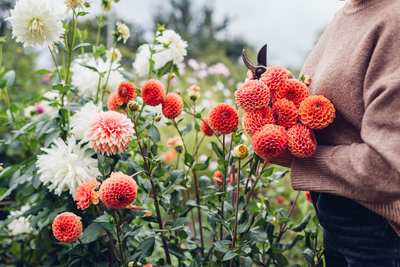 Zo begin je een pluktuin!
