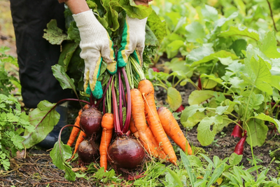 Zomerse moestuintips