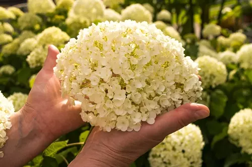 Zomertopper voor binnen en buiten: de hortensia