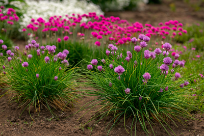 Zon op je bol: planten die tegen droogte kunnen