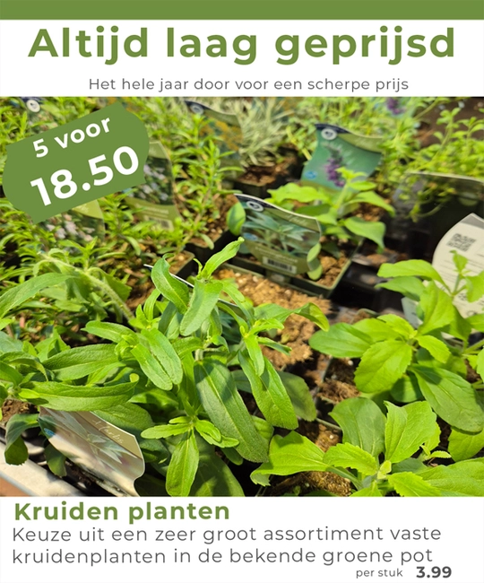 Kruidenplantjes in groene pot
