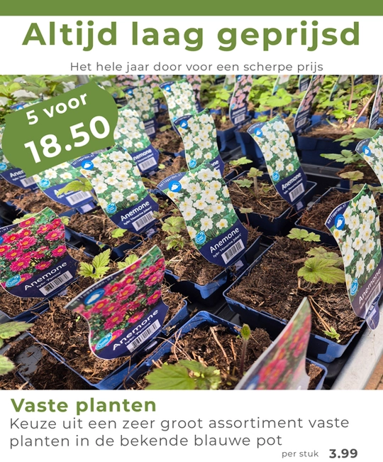 Vaste planten in blauwe pot