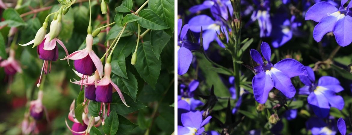 Perkplanten | Perkgoed | Tuincentrum De Schouw