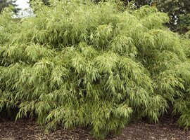 Bamboe kopen | Tuincentrum De Schouw in Houten