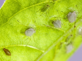 Insecten en slakken bestrijden | Tuincentrum De Schouw