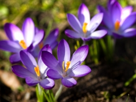 Bloembollen | Tuinplanten | Tuincentrum De Schouw in Houten