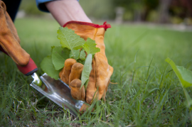 Onderhoud gazon | Tuincentrum De Schouw