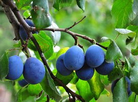 Fruit | Tuincentrum De Schouw