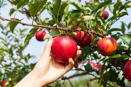 Fruitbomen