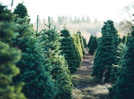 Kerstbomen kopen | Tuincentrum De Schouw