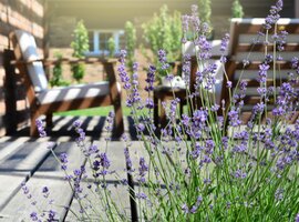Lavendel | Tuincentrum De Schouw in Houten