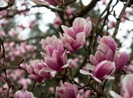 Magnolia | Tuincentrum De Schouw