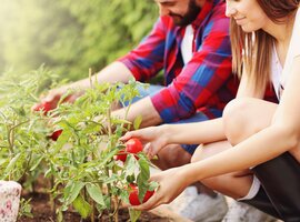 Moestuin | Tuincentrum De Schouw