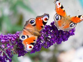 Vaste planten kopen | Tuincentrum De Schouw in Houten