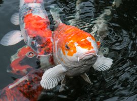 Vissen | Tuincentrum De Schouw in Houten