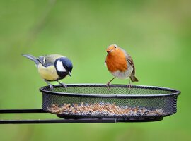 Vogels in de tuin