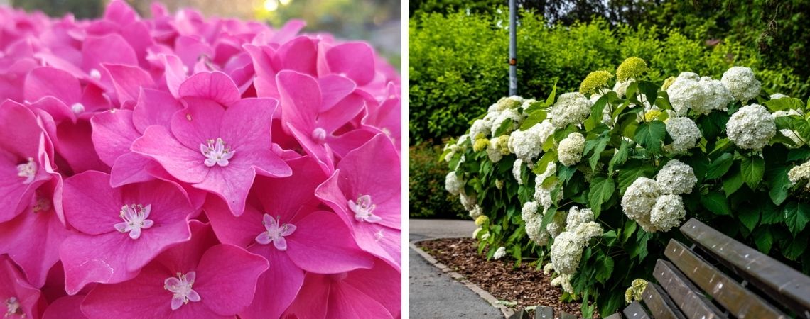 Hortensia snoeien | Tuincentrum De Schouw | Houten