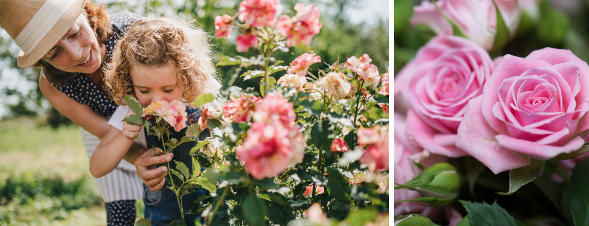 Tuincentrum De Schouw | Rozen