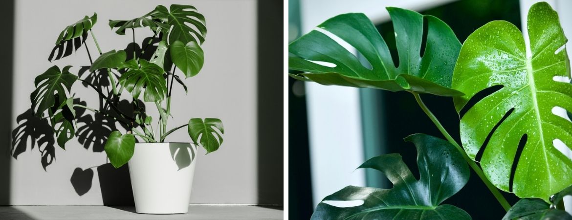 Tuincentrum De Schouw | Monstera 