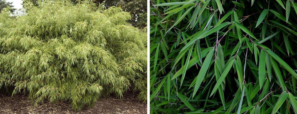 Tuincentrum De Schouw | Bamboe kopen | Niet woekerende bamboe