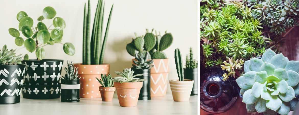 Cactussen en vetplanten kopen bij Tuincentrum De Schouw in Houten