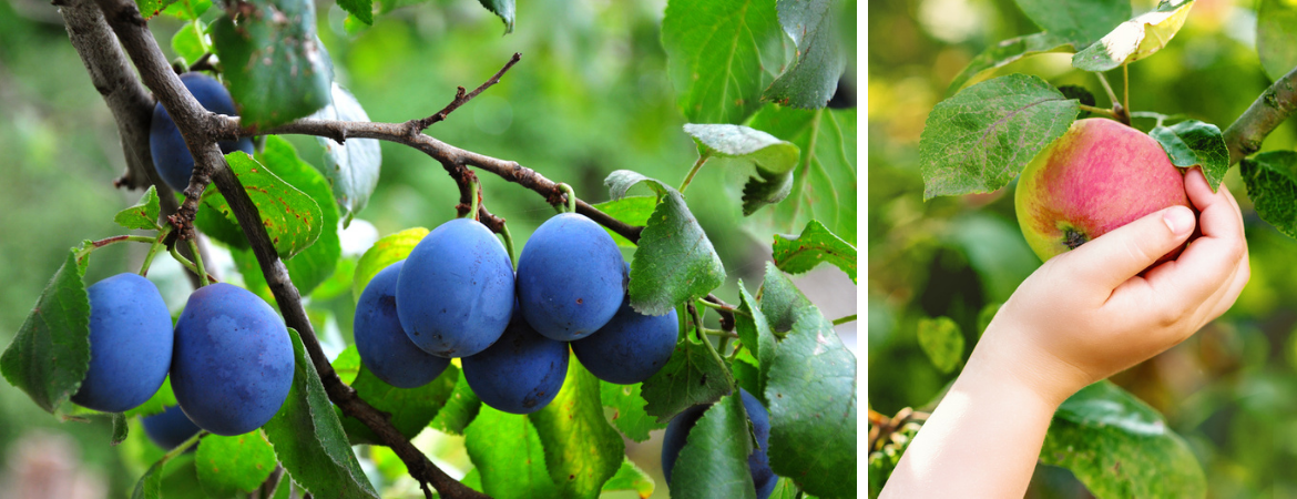 Tuincentrum De Schouw | Fruit | Fruitbomen | Fruitstruiken