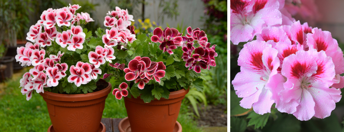 Tuincentrum De Schouw | Houten | Potgeranium | Pelargonium