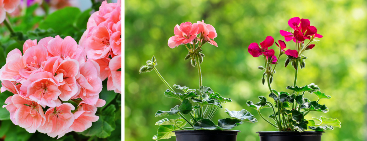 Tuincentrum De Schouw | Houten | Potgeranium | Pelargonium