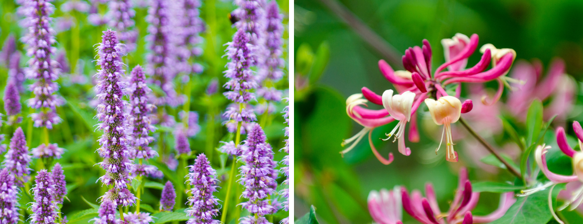 Tuincentrum De Schouw | Top 10 geurende tuinplanten