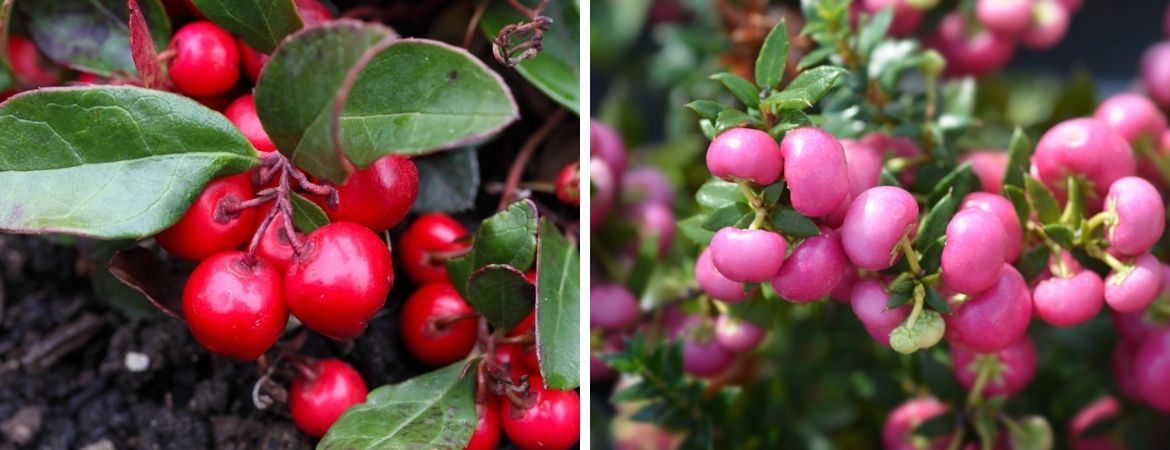 Tuincentrum De Schouw | Bakken vol herfstkleur