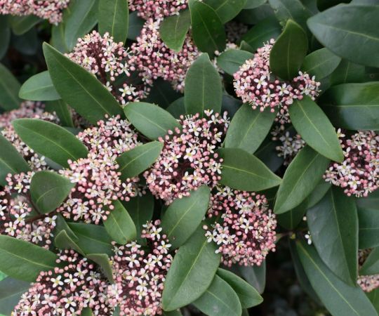 bijkeuken salon Slagschip Vaste planten - Tuincentrum De Schouw