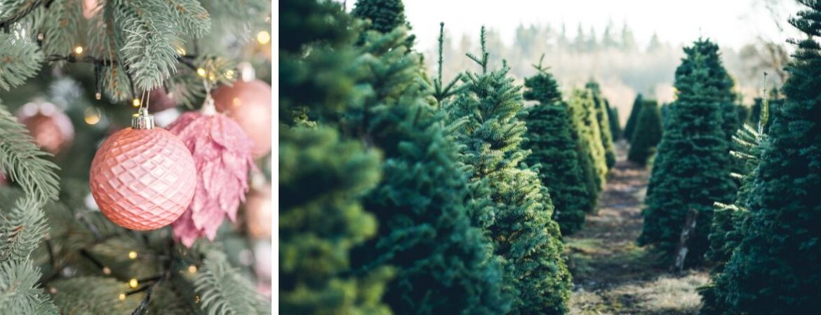 Kerstbomen kopen bij Tuincentrum De Schouw in Houten