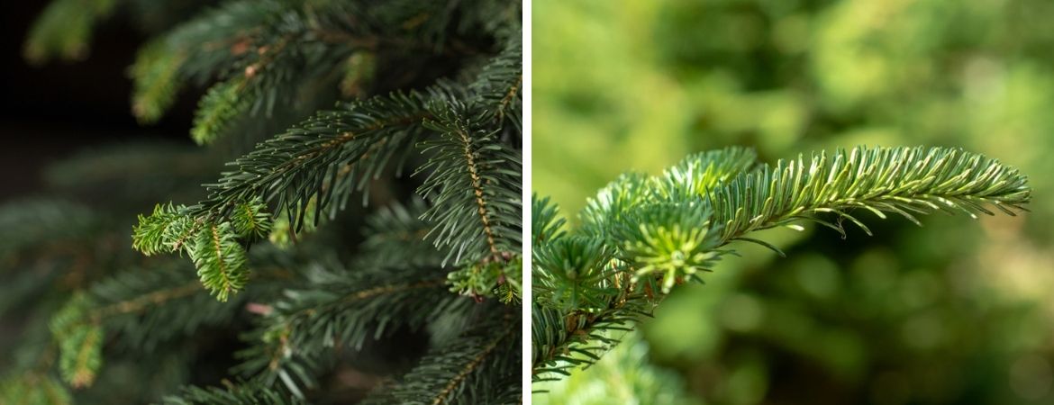 Tuincentrum De Schouw | Kerstboom kiezen