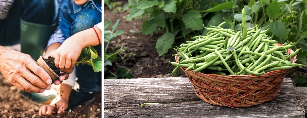 Hoe begin ik een moestuin? | Tuincentrum De Schouw in Houten, nabij Utrecht