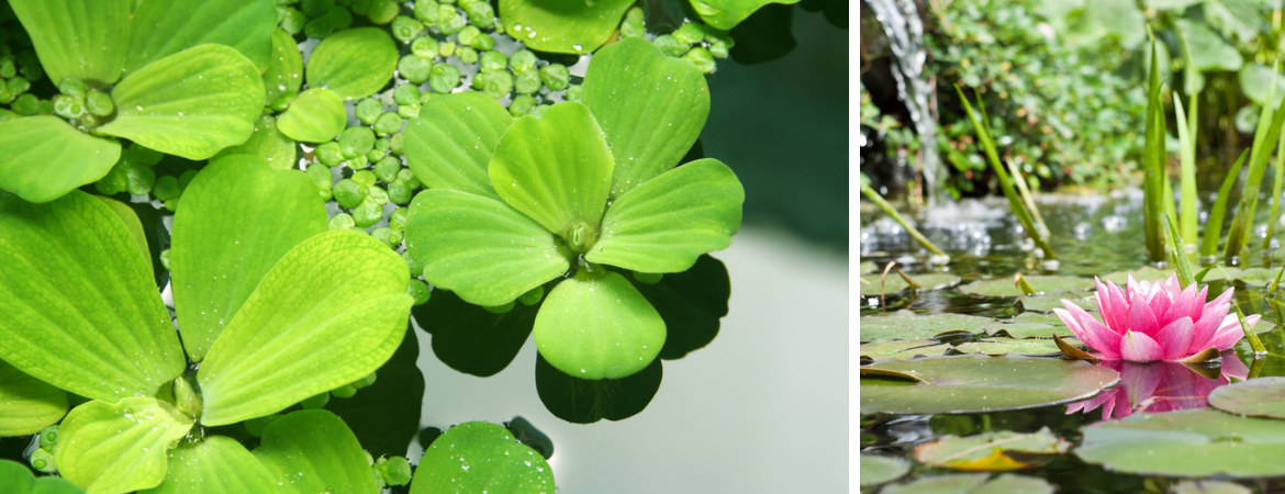 Tuincentrum De Schouw in Houten | Waterplanten | Vijverplanten