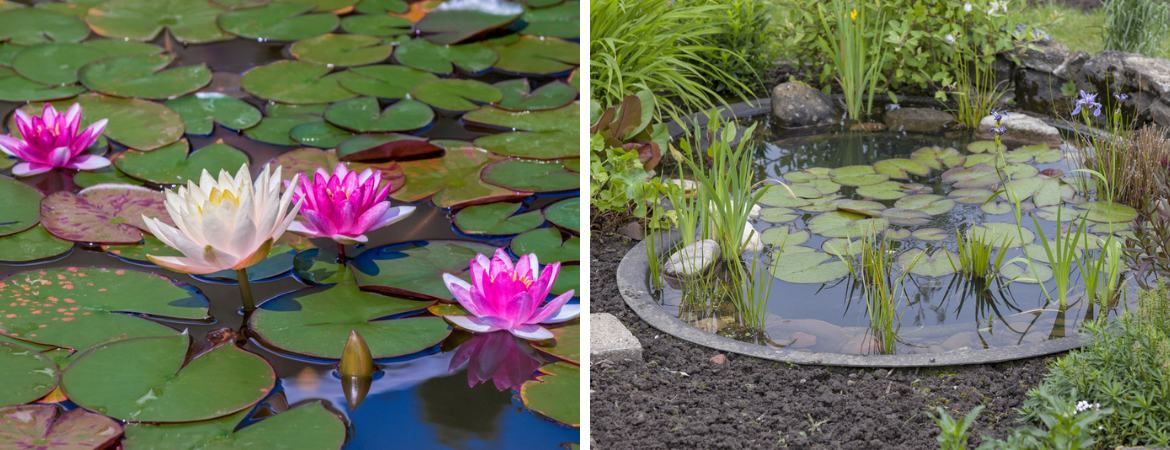 Tuincentrum De Schouw in Houten | Waterplanten | Vijverplanten