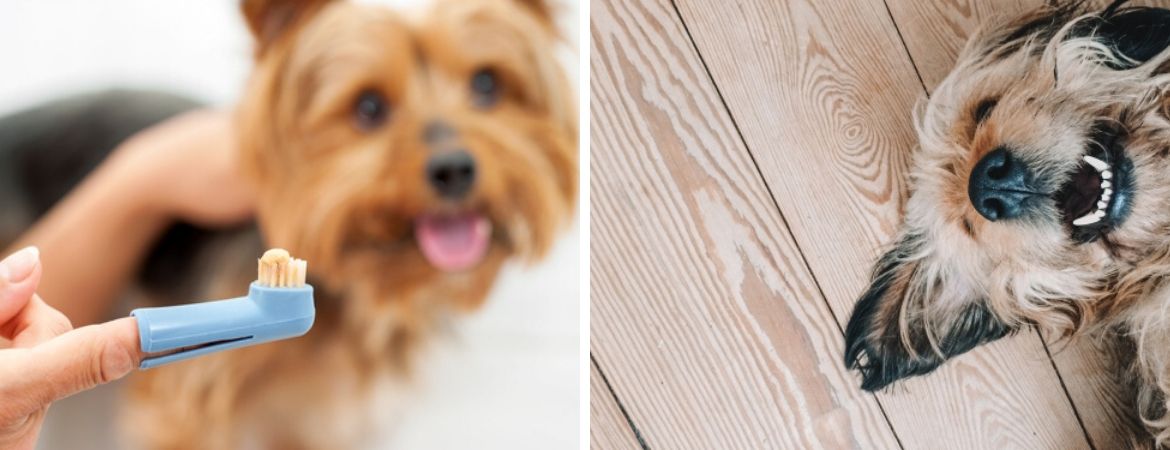 Honden | Dierenwinkel | Tuincentrum De Schouw | Houten